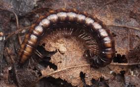 Attēlu rezultāti vaicājumam “Strongylosoma pallipes”