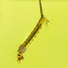 Attēlu rezultāti vaicājumam “Culex pipiens larva”