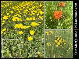 Attēlu rezultāti vaicājumam “Pilosella officinarum flower”