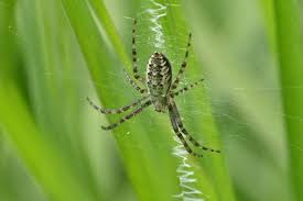 Attēlu rezultāti vaicājumam “Argiope bruennichi”