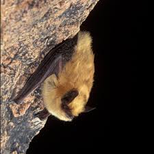 Attēlu rezultāti vaicājumam “Myotis sp.”