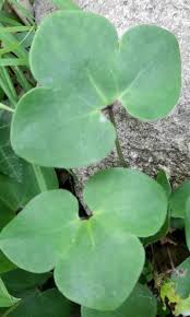 Attēlu rezultāti vaicājumam “Hepatica nobilis leaf”