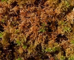 Attēlu rezultāti vaicājumam “Sphagnum papillosum”