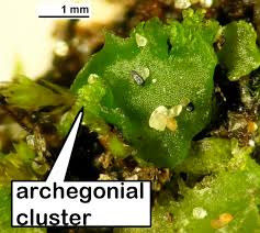 Attēlu rezultāti vaicājumam “Aneura pinguis”