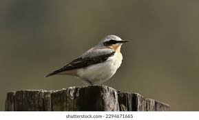 Attēlu rezultāti vaicājumam “Oenanthe oenanthe male”