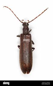 Attēlu rezultāti vaicājumam “Oedemeridae”