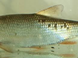 Attēlu rezultāti vaicājumam “Leuciscus idus”