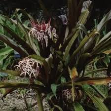 Attēlu rezultāti vaicājumam “Amarillidaceae”