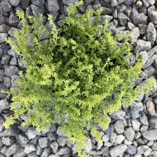Attēlu rezultāti vaicājumam “Herniaria glabra flower”
