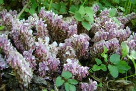 Attēlu rezultāti vaicājumam “Lathraea squamaria”