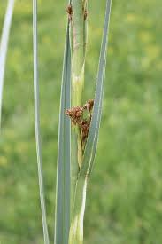 Attēlu rezultāti vaicājumam “Cladium mariscus”