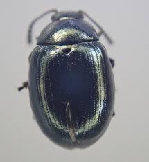 Attēlu rezultāti vaicājumam “Phaedon cochleariae”