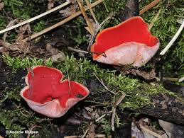 Attēlu rezultāti vaicājumam “Sarcoscypha austriaca”