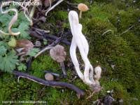 Attēlu rezultāti vaicājumam “Clavaria argillacea”