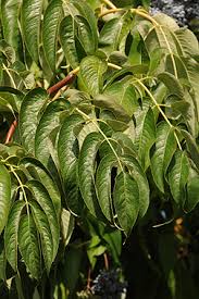 Attēlu rezultāti vaicājumam “Sambucus nigra leaf”