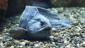 Image result for Anarhichas lupus