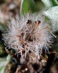 Attēlu rezultāti vaicājumam “Gnaphalium sylvaticum bud”