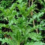 Attēlu rezultāti vaicājumam “Carduus crispus leaf”