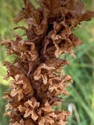 Attēlu rezultāti vaicājumam “Orobanche elatior flower”