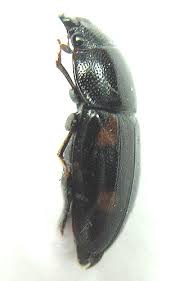 Attēlu rezultāti vaicājumam “Glischrochilus hortensis”