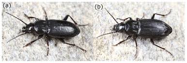 Attēlu rezultāti vaicājumam “Pterostichus quadrifoveolatus”