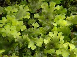 Attēlu rezultāti vaicājumam “Pellia”