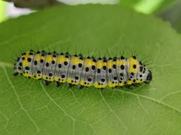 Attēlu rezultāti vaicājumam “Diloba caeruleocephala”