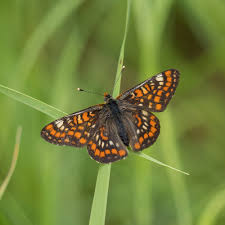 Attēlu rezultāti vaicājumam “Euphydryas maturna upperside”