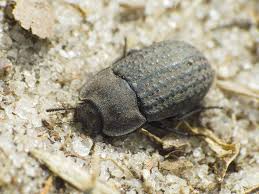 Attēlu rezultāti vaicājumam “Opatrum sabulosum”