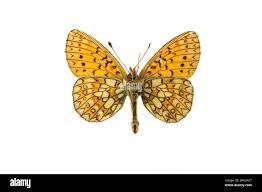 Attēlu rezultāti vaicājumam “Boloria eunomia underside”