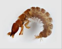 Attēlu rezultāti vaicājumam “Trichoptera”