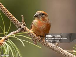 Image result for Loxia curvirostra