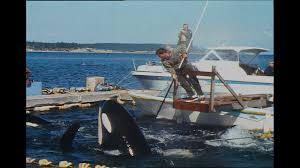 Image result for Ilfracombe Orcas Octopush Club