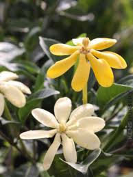 Attēlu rezultāti vaicājumam “Tubifera montana young”