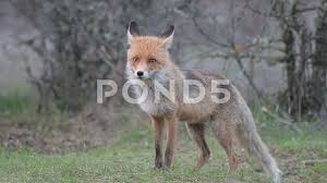 Attēlu rezultāti vaicājumam “Vulpes vulpes  adult”