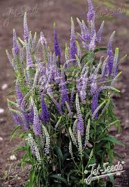 Attēlu rezultāti vaicājumam “Veronica longifolia flower”