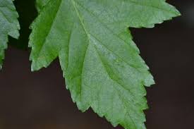 Attēlu rezultāti vaicājumam “Acer tataricum subsp. ginnala leaf”