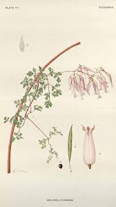 Image result for Adlumia cirrhosa