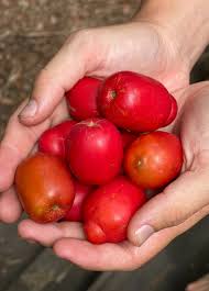 Attēlu rezultāti vaicājumam “Juncus capitatus fruit”