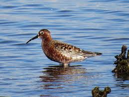 Attēlu rezultāti vaicājumam “Calidris ferruginea”