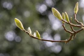Attēlu rezultāti vaicājumam “Magnolia acuminata bud”