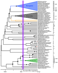 Attēlu rezultāti vaicājumam “Craterium sp.”