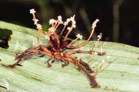 Attēlu rezultāti vaicājumam “Cordyceps”