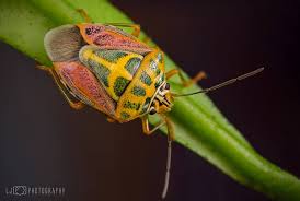 Attēlu rezultāti vaicājumam “Pentatomidae”