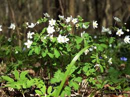 Attēlu rezultāti vaicājumam “Isopyrum thalictroides”