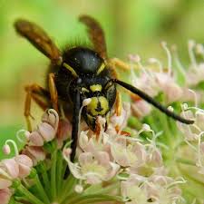 Attēlu rezultāti vaicājumam “Vespula rufa”