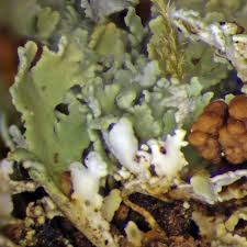 Attēlu rezultāti vaicājumam “Cladonia caespiticia”
