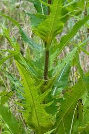 Image result for Dipsacus laciniatus