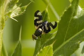 Attēlu rezultāti vaicājumam “Urophora cardui”