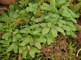 Attēlu rezultāti vaicājumam “Riccia”